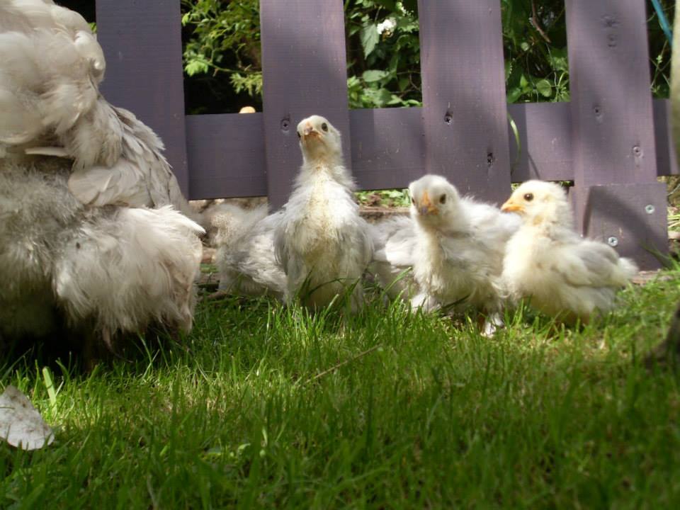 Grey Pekin Bantam chicks