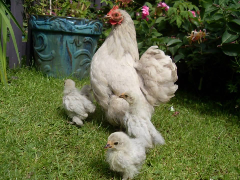 Grey Pekin Bantam Hens and chicks