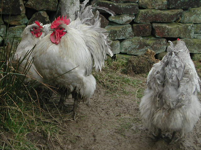 Lavender Orpington Hens Pair