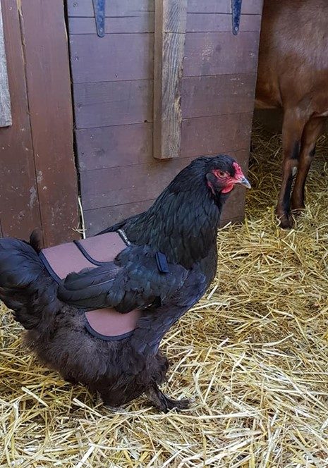 These wonderfully made poultry saddles have saved our girls from Tilikums savage spurs. Thank you
