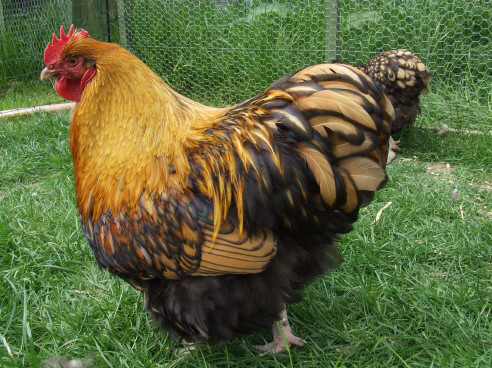 Gold Laced Orpington Poultry