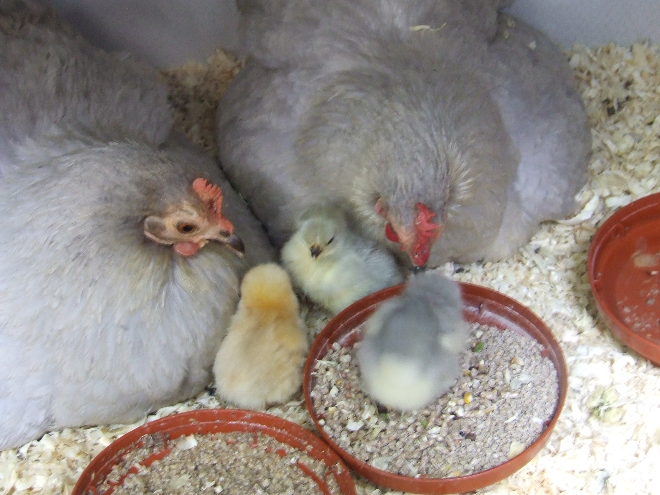 Grey Pekin mums and chicks