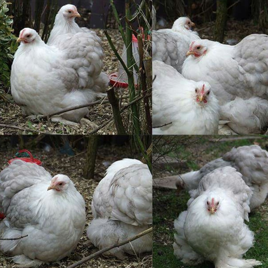 Pekin Bobtail Hens