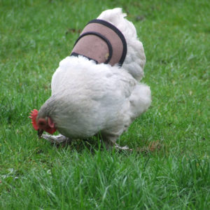 Protective Poultry Hen Saddle